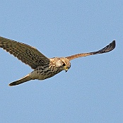 Eurasian Kestrel  "Falco tinnunculus"